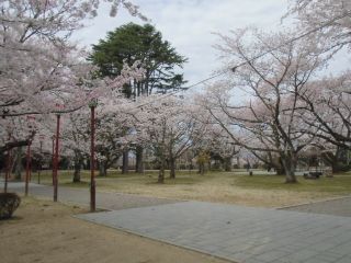 小丸山城址公園の桜写真１