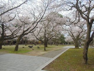 小丸山城址公園の桜写真２