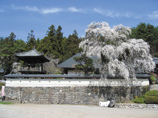 福王寺の桜写真１