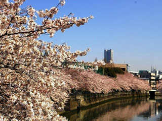 大岡川プロムナードの桜写真1