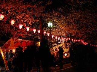 大岡川プロムナードの桜の写真3