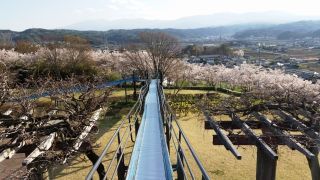 稲荷山公園の桜写真１