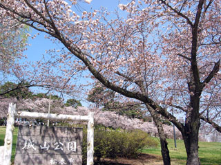 松本市城山公園の桜写真１