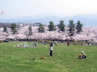 松本市城山公園の桜写真２