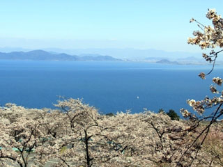 びわ湖バレイの桜写真１