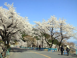 びわ湖バレイの桜写真２