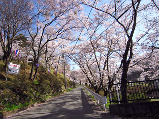 下諏訪町・水月公園の桜写真１