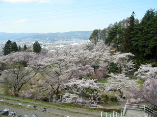 下諏訪町・水月公園の桜写真２