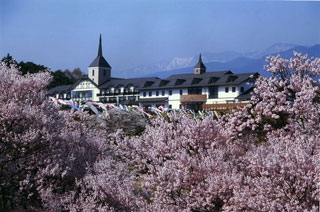 辰野町荒神山公園の桜写真１