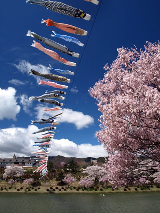 辰野町荒神山公園の桜写真２
