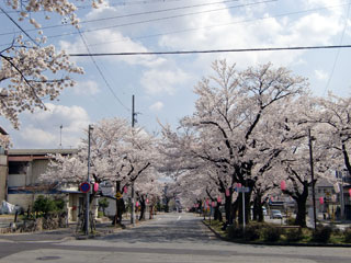 飯田市大宮通り桜並木写真２