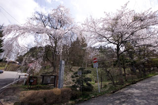 高山市・城山公園の桜写真１