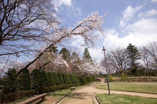 高山市・城山公園の桜写真２