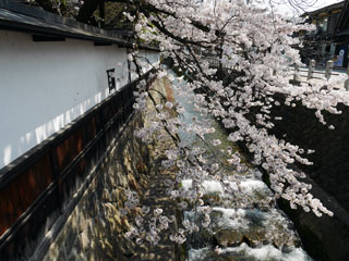 江名子川沿いの桜写真１