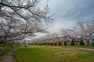 宮川緑地公園の桜写真１