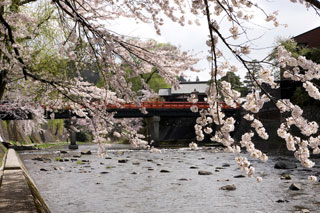 中橋周辺の桜写真２