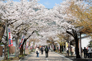 谷汲山華厳寺の桜写真１