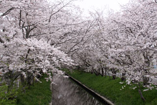 木屋川堤の桜写真１