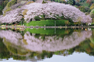 蓮華寺池公園の桜写真１