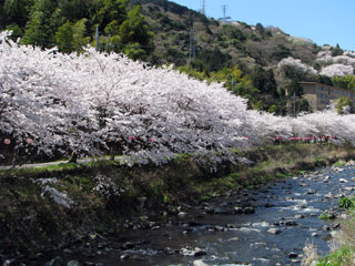 湯河原町／熱海市・千歳川沿いの桜写真２