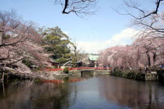 三嶋大社の桜写真１