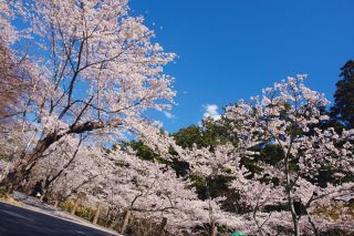 法多山の桜写真１