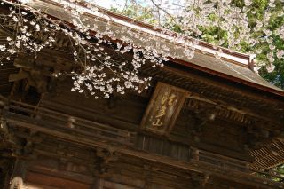 法多山の桜写真２