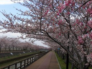 平和町・桜ネックレスの桜写真１