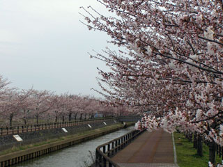 平和町・桜ネックレスの桜写真２
