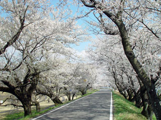 木曽川堤の桜写真１