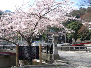 湯の山温泉の桜写真１