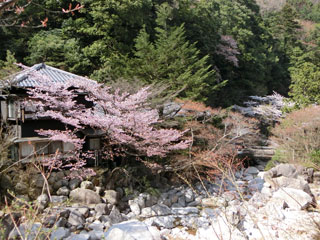 湯の山温泉の桜写真２