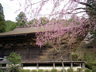 湖東三山 金剛輪寺の桜写真２