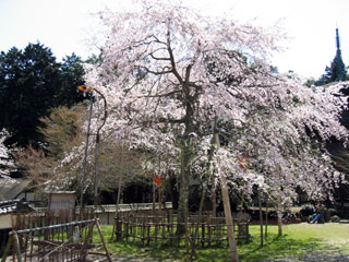 清瀧寺徳源院の桜写真１