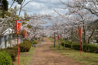 共楽公園の桜写真１