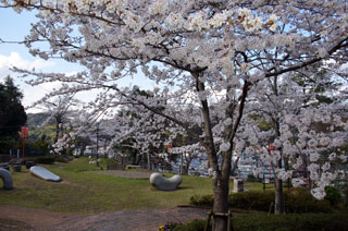共楽公園の桜写真２