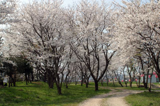 峯空園の桜写真１