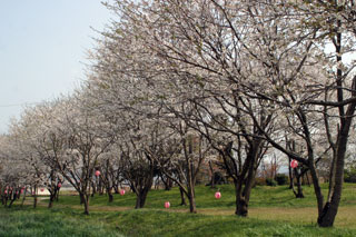 峯空園の桜写真２