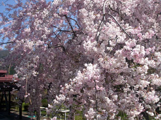 わち山野草の森の桜写真２