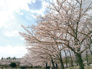 けいはんな記念公園の桜写真１
