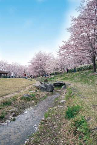 けいはんな記念公園の桜写真２
