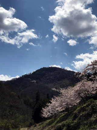 山の神千本桜写真２