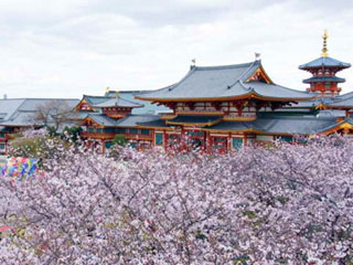 念法眞教 金剛寺の桜写真１