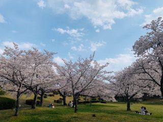 太陽が丘（山城総合運動公園）の桜写真１