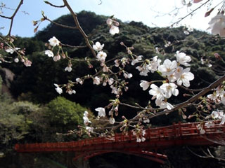 奇絶峡の桜写真２