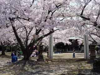 八田山公園の桜写真２