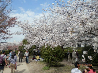 元茨木川緑地の桜写真１