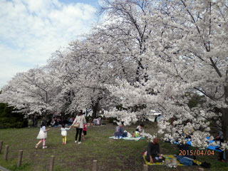 元茨木川緑地の桜写真２