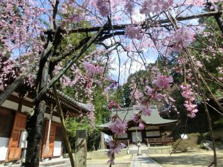 弘川寺の桜写真１