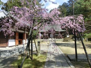 弘川寺の桜写真２